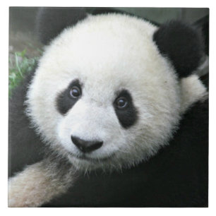 Carreau En Céramique Panda géant se reposant dans une prairie verte