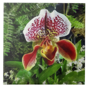Carreau En Céramique Paph Fiordland Sunset Orchidée