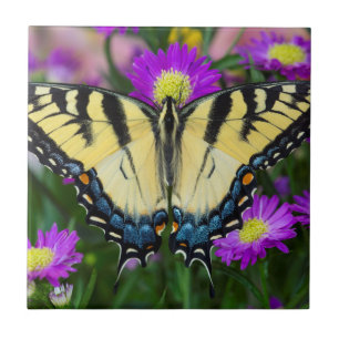 Carreau En Céramique Papillon à queue d'hirondelle sur marguerite