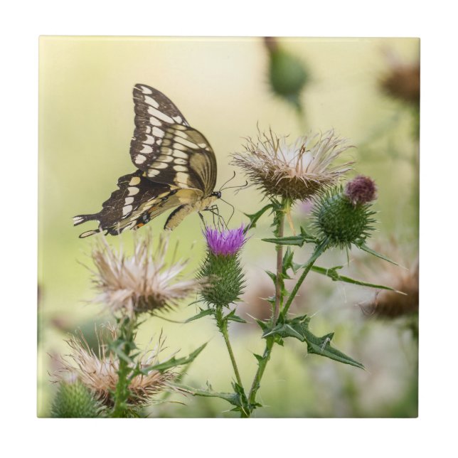 Carreau En Céramique Papillon à queue noire géante (Devant)