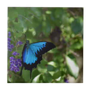 CARREAU EN CÉRAMIQUE PAPILLON BLEU QUEENSLAND AUSTRALIE D'ULYSSE