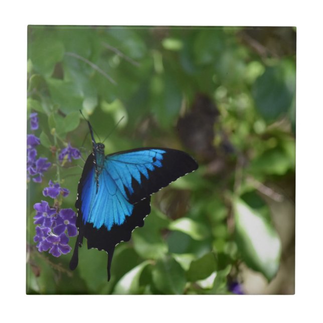 CARREAU EN CÉRAMIQUE PAPILLON BLEU QUEENSLAND AUSTRALIE D'ULYSSE (Devant)