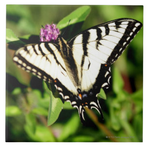 Carreau En Céramique Papillon de machaon de tigre. Papilio glacus.