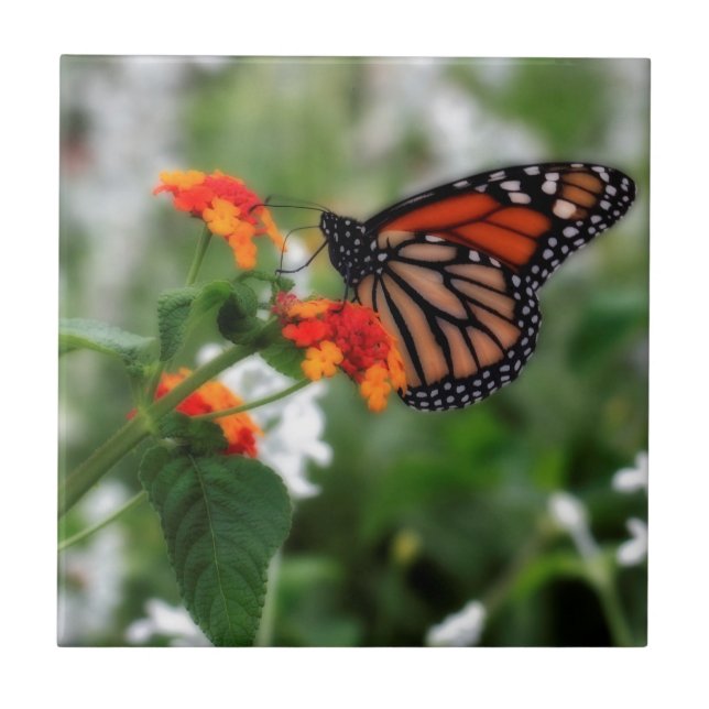 Carreau En Céramique Papillon Monarque sur Orange et Lantana Rouge (Devant)