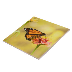 Carreau En Céramique Papillon Monarque sur Zinnia