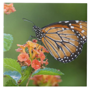 Carreau En Céramique Papillon soldat (Danaus eresimus) en train de se n