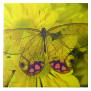 Carreau En Céramique Papillon sur Fleurs Jaunes