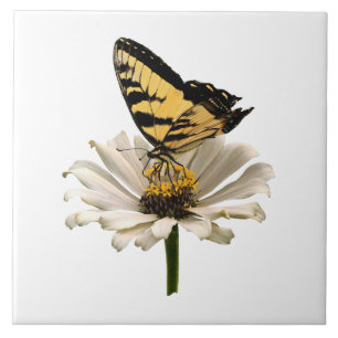 Carreau En Céramique Papillon Tigre sur Zinnia Blanc