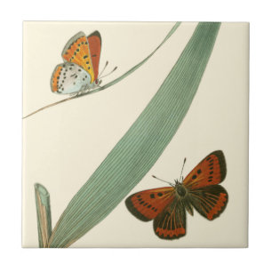 Carreau En Céramique Papillons colorés qui se drapent autour d'une feui