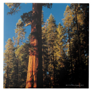 Carreau En Céramique Parc national de séquoia, la Californie 2