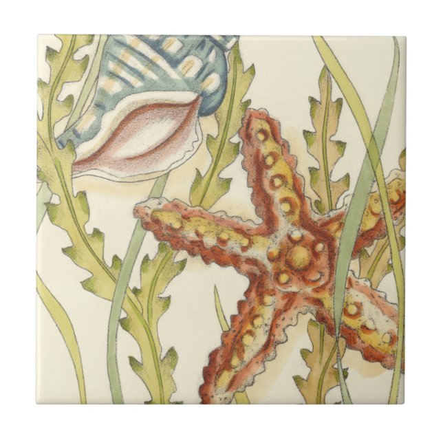 Carreau En Céramique Partie Shell multicolore (Devant)