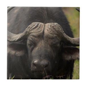 Carreau En Céramique Pâturage de la tuile de Buffalo d'eau