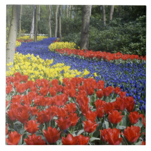 Carreau En Céramique Pays-Bas, Hollande, Lisse, Keukenhof Gardens