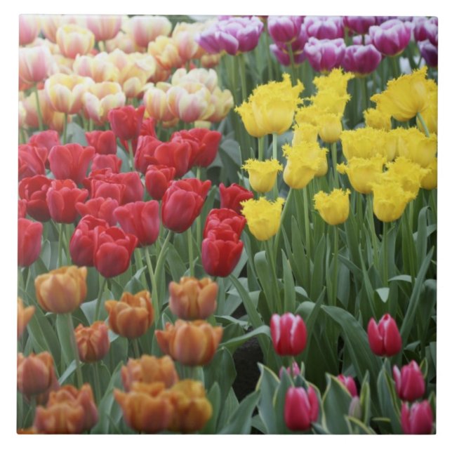 Carreau En Céramique Pays-Bas, Keukenhoff Gardens, tulipes. (Devant)