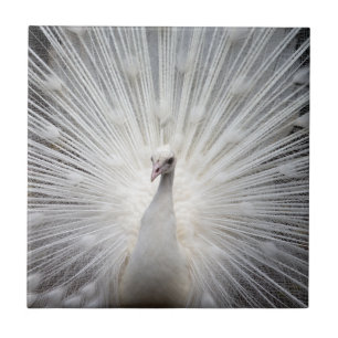 Carreau En Céramique Peacock blanc avec plumes fanées