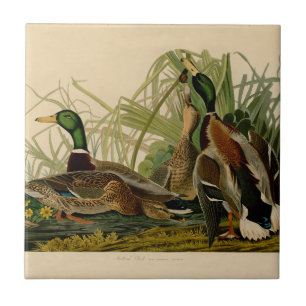Carreau En Céramique Peinture d'oiseaux de Mallard Duck Audubon