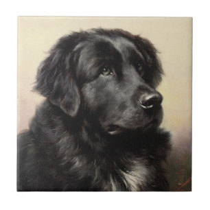 Carreau En Céramique Peinture vintage réaliste pour chien de Terre-Neuv