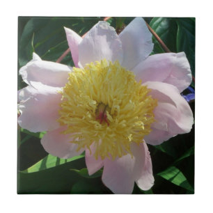 Carreau En Céramique Peonies roses et jaunes Belle florale