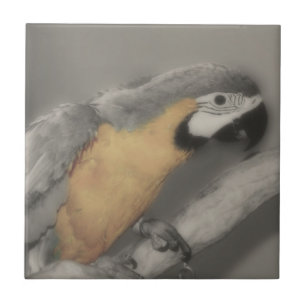 Carreau En Céramique Perroquet Macaw Chez Les Oiseaux Noirs Et Blancs