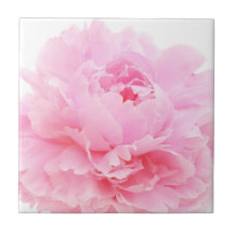 pétales roses