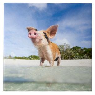 Carreau En Céramique Petit porcelet