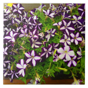 Carreau En Céramique Petunia à rayures violettes