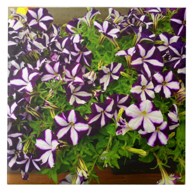 Carreau En Céramique Petunia à rayures violettes (Devant)