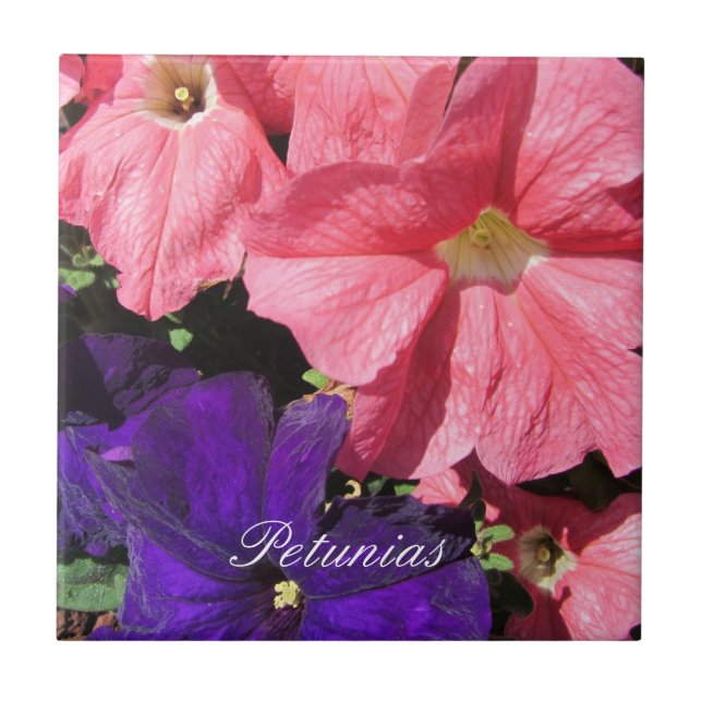 Carreau En Céramique Pétunias rose et violet (Devant)