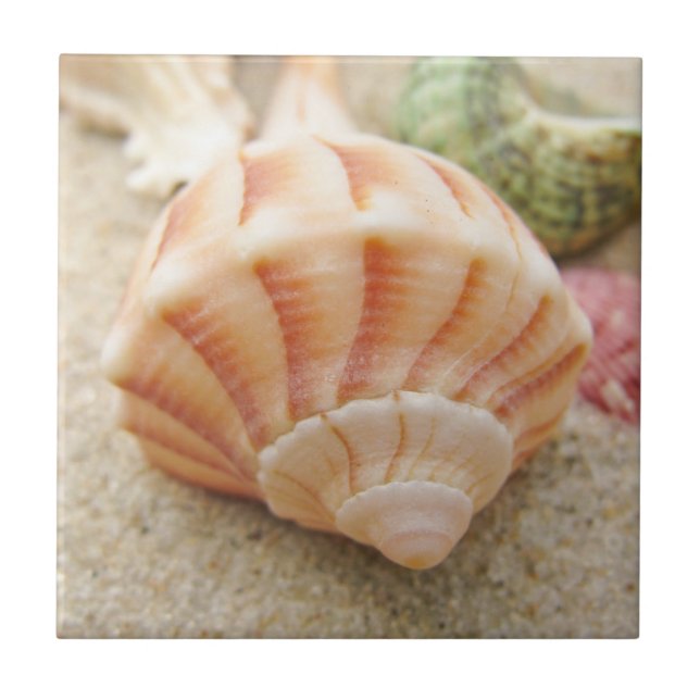 Carreau En Céramique Photo Beach Seashell (Devant)