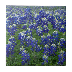 Carreau En Céramique Photo de champ de Bluebonnets de Texas
