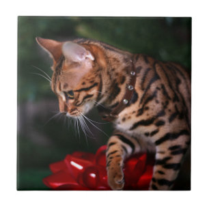Carreau En Céramique Photo de Kitty de Noël (chat domestique du