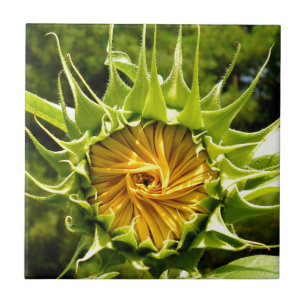 Carreau En Céramique Photo de tournesol jaune élégant