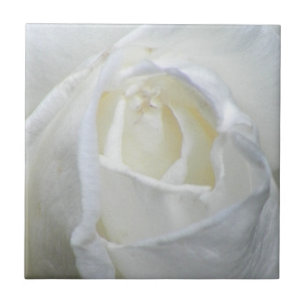 Carreau En Céramique Photo Rose blanche Valentine