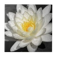 Photo White Water Lily