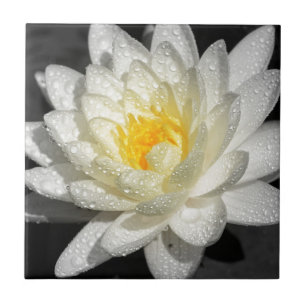 Carreau En Céramique Photo White Water Lily