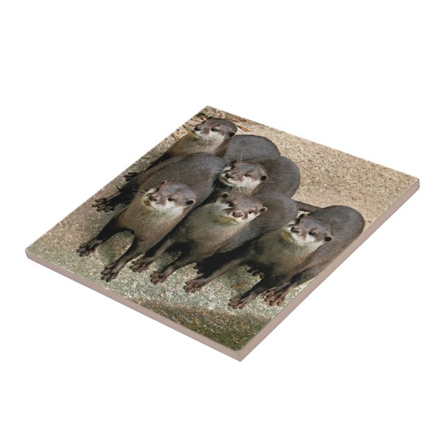 Carreau En Céramique Photographie curieuse mignonne de faune de loutres (Côté)