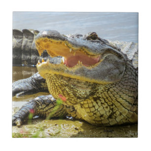 Carreau En Céramique Photographie d'alligator américain. Face à face