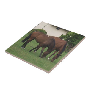 Carreau En Céramique Photographie de cheval