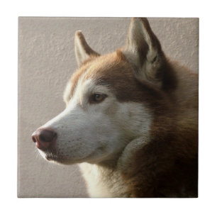 Carreau En Céramique Photographie de chien de Malamute d'Alaska
