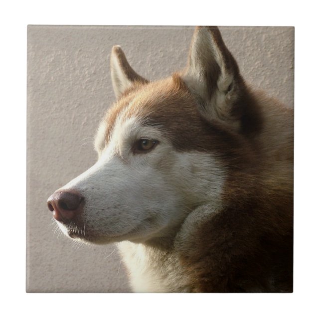 Carreau En Céramique Photographie de chien de Malamute d'Alaska (Devant)