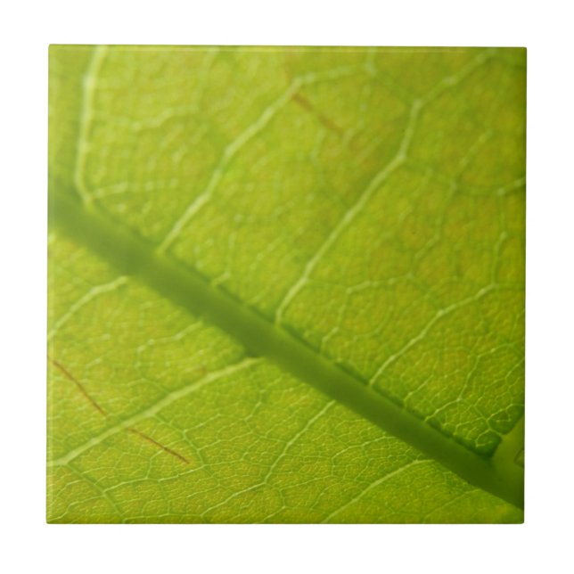 Carreau En Céramique Photographie de la nature botanique de la feuille  (Devant)