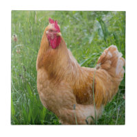 Photographie de poules de jeune coq