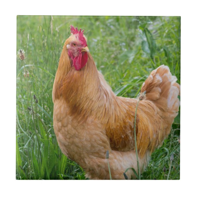 Carreau En Céramique Photographie de poules de jeune coq (Devant)