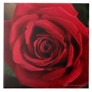 Carreau En Céramique Photographie de rose rouge