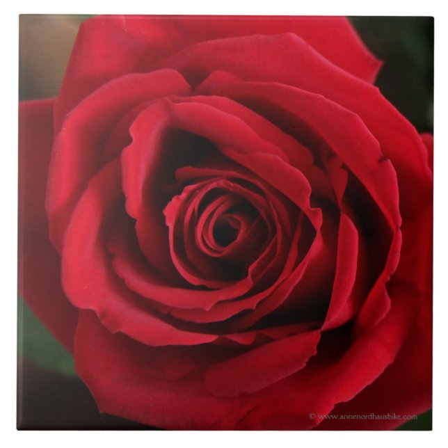 Carreau En Céramique Photographie de rose rouge (Devant)