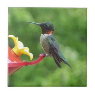 Carreau En Céramique Photographie d'oiseau de colibri à gorge rubis