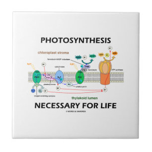 Carreau En Céramique Photosynthèse nécessaire pour la vie dépendant 