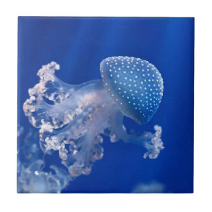 Carreau En Céramique Phyllorhiza Punctata