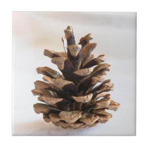 Carreau En Céramique Pinecone