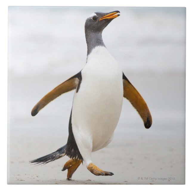 Carreau En Céramique Pingouin de Gentoo (Devant)